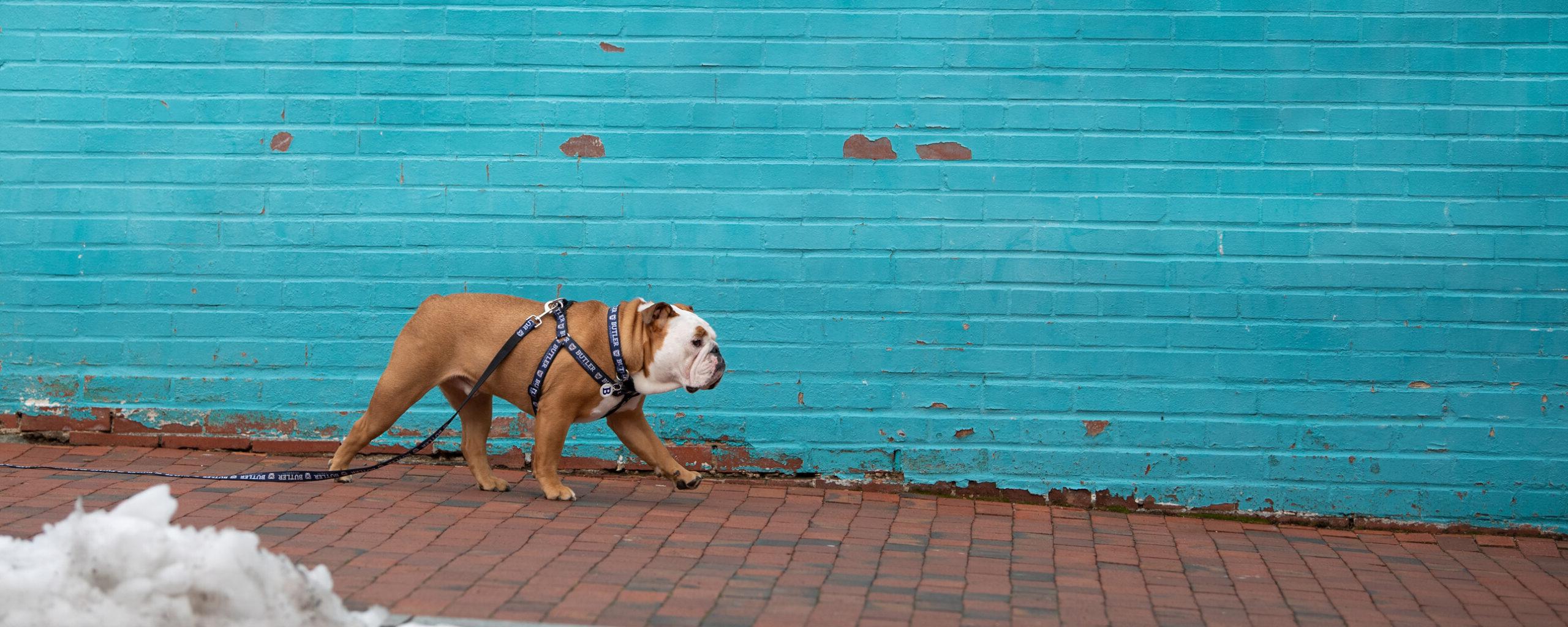 Bulldog in a blue leash and harness walking on a brick street in front of a teal wall